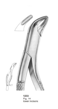  Fig. 14 lower incisors 